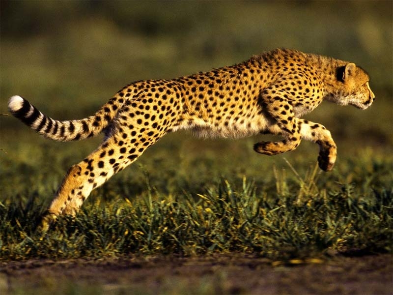 Báo gêpa (Cheetah)