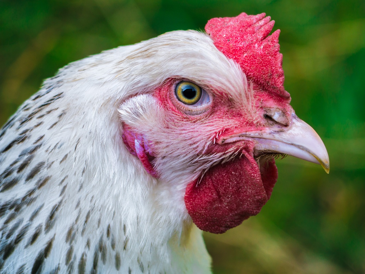 CSR: What is wrong with eating eggs and chicken? - The CSR Journal