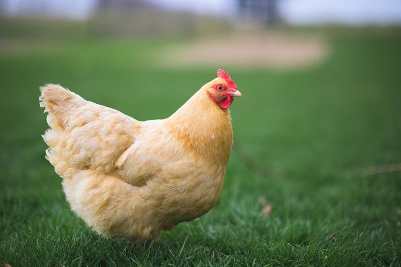 6 giống gà đắt nhất thế giới - Tạp chí Chăn nuôi Việt Nam